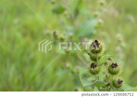 Close-up of burdock plant with distinctive burrs growing in a lush green field during a sunny day in late summer 120086752