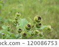 Close-up of green burdock plant with spiky seed pods captured in a lush, wild field during late spring 120086753