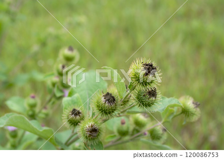 Close-up of green burdock plant with spiky seed pods captured in a lush, wild field during late spring 120086753