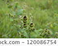 Close-up of prickly green seed pods amidst lush grass in a tranquil natural setting during summer 120086754
