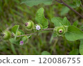 Close-up of burdock plant showcasing its unique spiny seed heads and vibrant green leaves in a natural setting during daytime 120086755