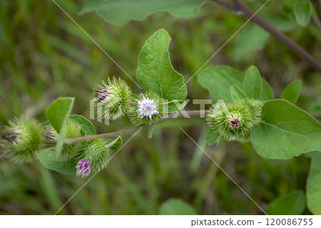 Close-up of burdock plant showcasing its unique spiny seed heads and vibrant green leaves in a natural setting during daytime 120086755