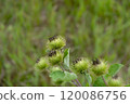 Close-up view of burdock plants with spiky flower heads thriving in a sunlit grassy field during late summer 120086756