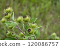 Close-up of burdock plant with green seed pods surrounded by lush grass in a natural outdoor setting during daytime 120086757