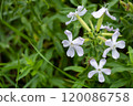 Saponaria officinalis. Delicate white flowers bloom amidst vibrant green foliage in a lush garden during springtime 120086758