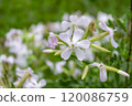 Saponaria officinalis. Delicate white flowers blooming in a lush green field during springtime, showcasing nature's beauty and tranquility 120086759