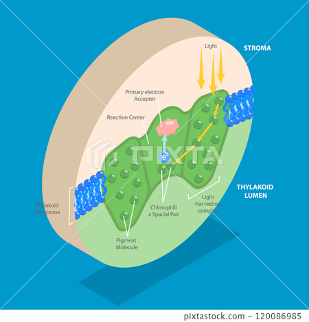 3D Isometric Flat Vector Illustration of Biology Education, Photosystem Process For Chemical Light Absorption 120086985