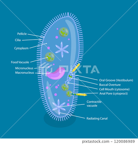 3D Isometric Flat Vector Illustration of Anatomy of Paramecium Caudatum, Educational Diagram 3D Isometric Flat Vector Illustration of Anatomy of Paramecium Caudatum, Educational Diagram 120086989