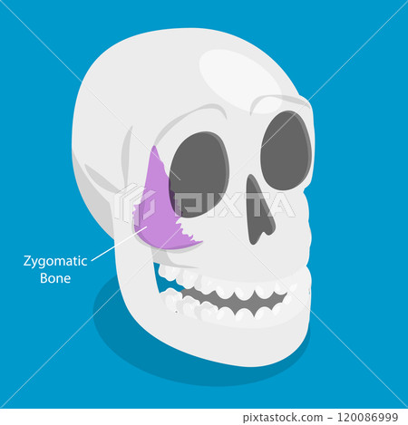 3D Isometric Flat Vector Illustration of Zygomatic Bone , Human Skull Anatomy 120086999