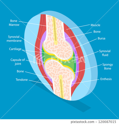 3D Isometric Flat Vector Illustration of Anatomy Of Joints, Structure And Function 120087015