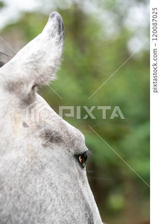Detail of a white, gray, pale horse's ear and eye. 120087025