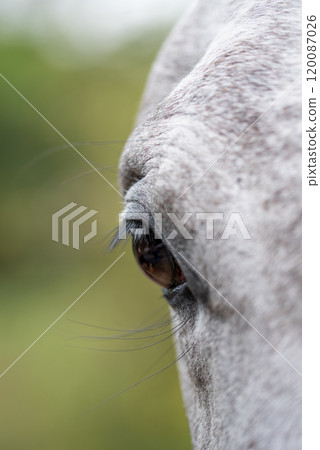 Detail of a head of a pale, white pale horse. Eye of a horse. 120087026