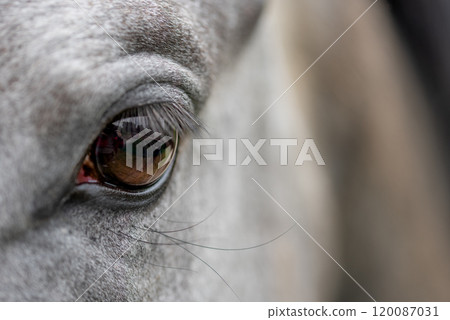 Detail of a head of a pale, white pale horse. Eye of a horse. 120087031