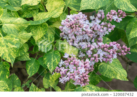 Lilac blooms surrounded by variegated green leaves in a garden setting 120087432