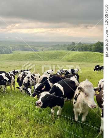 Cows in the sunset at Asama Ranch in Kitakaruizawa 120087510