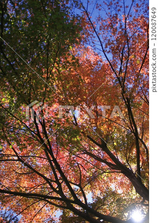 Maple leaves shining a beautiful red in the sunlight Maple leaves shining a beautiful red in the sunlight 120087649