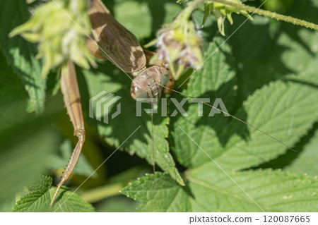 隱藏在草叢中的巨型螳螂 隱藏在草叢中的巨型螳螂 120087665