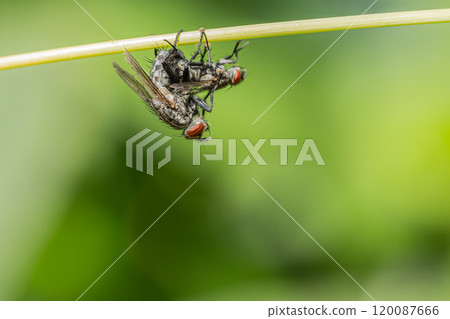 蒼蠅抓住草交配 120087666
