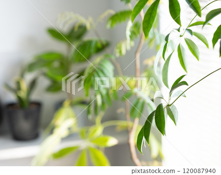 室內盆栽 觀葉植物 植物 120087940