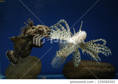 獅子魚、獅子魚、泳石魚、毒魚、虎魚、妖虎魚、自由軟鰩魚 120088302