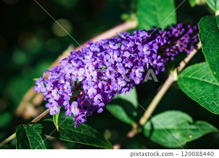 Buddleja davidii Empire blue Butterfly also called summer lilac, butterfly-bush Buddleja davidii Empire blue Butterfly also called summer lilac, butterfly-bush 120088440