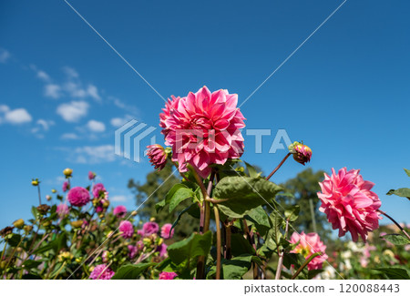 Pink dahlia flower on green background. Russian Far East 120088443