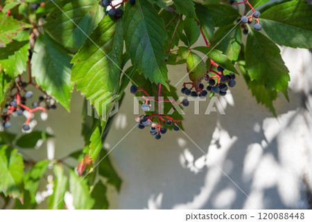 Parthenocissus quinquefolia  known as Virginia creeper, Victoria creeper, five-leaved ivy, or five-finger growing in russian far east 120088448
