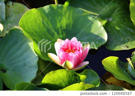 即將開放的蓮花 120088587