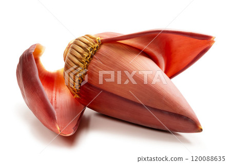 banana flower buds 120088635