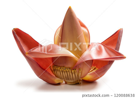 banana flower buds 120088638
