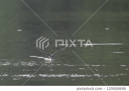 雨燕在水面高速飛行 120088686