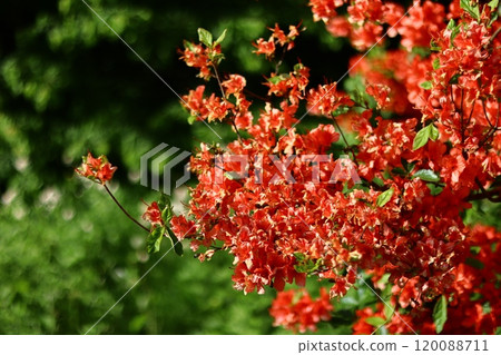 Abelia red flower Abelia red flower 120088711