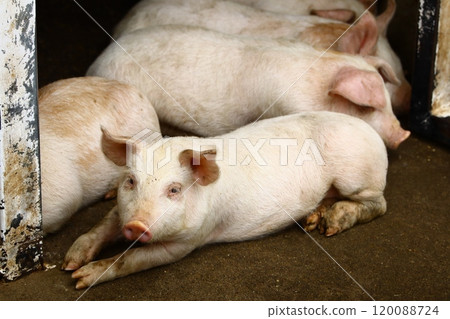 Pig face in a herd of pigs 120088724