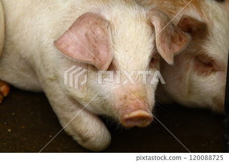 A baby pig that looks like a pig's face A baby pig that looks like a pig's face 120088725