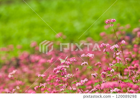 淺木斑來了 120089298