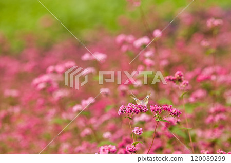 淺木斑來了 120089299