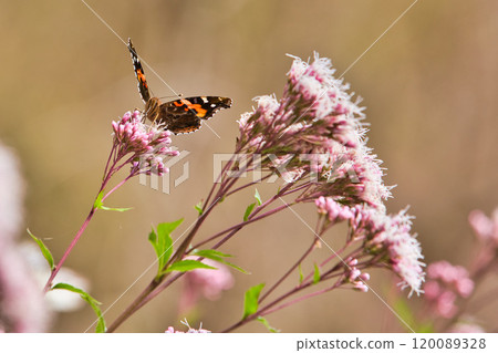 淺木斑來了 淺木斑來了 120089328