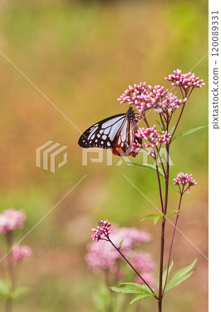 淺木斑來了 120089331