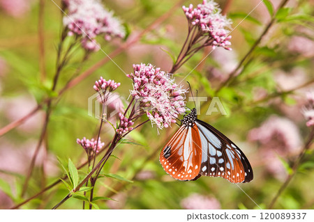 淺木斑來了 120089337