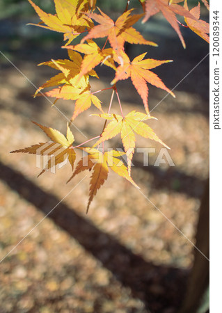 橙色秋葉 120089344