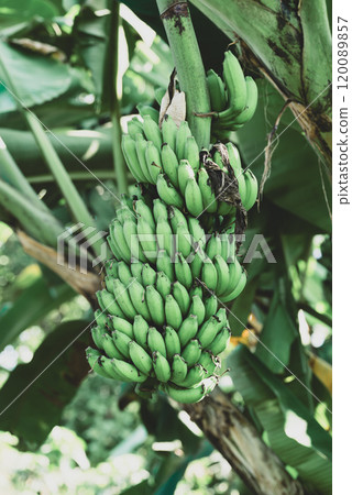 Green banana fruit hanging on tree in local farm, Organic farm Green banana fruit hanging on tree in local farm, Organic farm 120089857