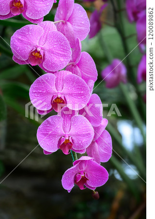 Pink Phalaenopsis orchids or moth orchids blooming in ornamental garden Pink Phalaenopsis orchids or moth orchids blooming in ornamental garden 120089862