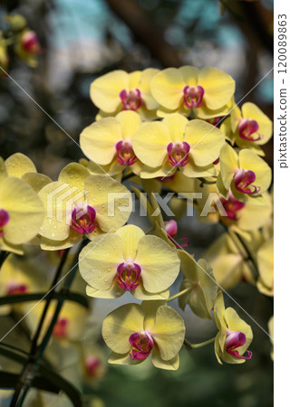 Yellow Pink Phalaenopsis orchids or moth orchids blooming in ornamental garden 120089863