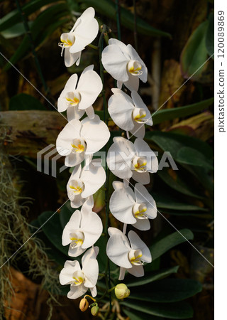 White Phalaenopsis orchids or moth orchids blooming in ornamental garden White Phalaenopsis orchids or moth orchids blooming in ornamental garden 120089869