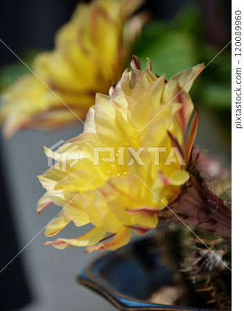 仙人掌花 120089960