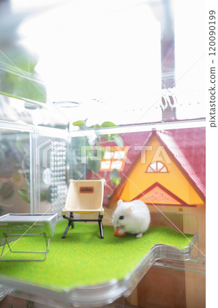 Hamster 120090199