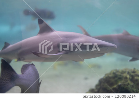Sideways silhouette of a blacktip reef shark 120090214