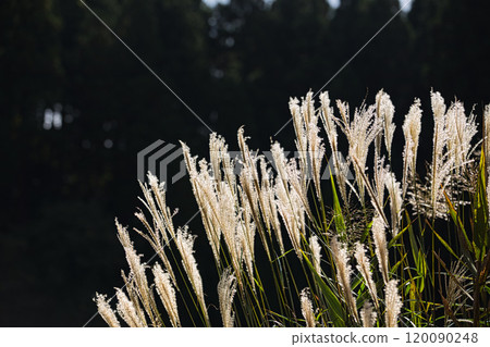 Japanese pampas grass shines in the autumn sunlight 120090248