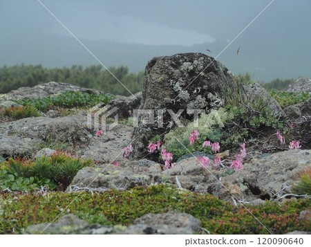 Dicentra peregrina Dicentra peregrina 120090640