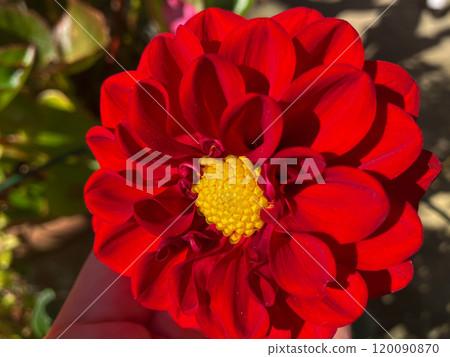 Dahlia Red Up 120090870